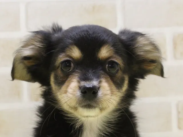 東京都のハーフ犬・ミックス犬 (ペッツワン町田多摩境店/2025年1月18日生まれ/女の子/ブラックタンホワイト)の子犬